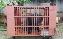 Vietnam : 1000 ours exploités pour leur bile vont être libérés Vietnam : 1000 ours exploités pour leur bile vont être libérés