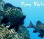 Euro-Viêtnam-Diving : le site européen de la plongée sous-marine au Viêt Nam