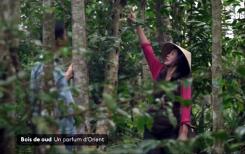 Parfums : le bois de Oud, une essence venue du Vietnam