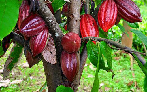 A la découverte du cacao vietnamien