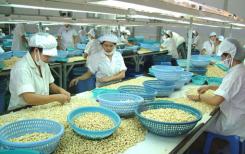 Le Vietnam ambitionne d’accroître ses superficies de cajou Le Vietnam ambitionne d’accroître ses superficies de cajou