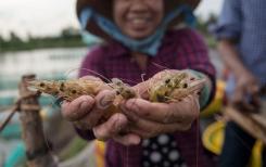 Au Vietnam, la crevette, bonne fortune des riziculteurs Au Vietnam, la crevette, bonne fortune des riziculteurs