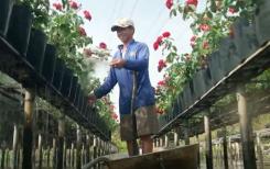 Vietnam : les jardins de fleurs de Sa Dec séduisent les touristes