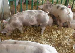 Brabant wallon - 54 porcs piétrains pour le Vietnam