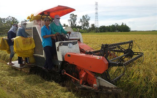 Application de normes internationales dans la production durable de riz au Vietnam