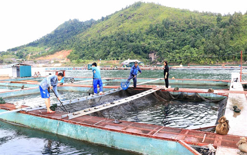 Vietnam - Les habitants se lancent dans la pisciculture en cage dans le réservoir hydroélectrique de Sơn La