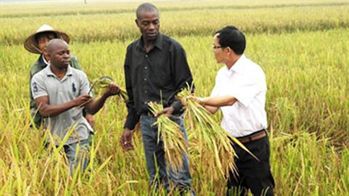 Le riz vietnamien en terre africaine
