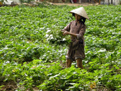 France 3, Thalassa (Vendredi 11/02/2011 à 20h35) : Reportage "Vietnam du nord au sud" 